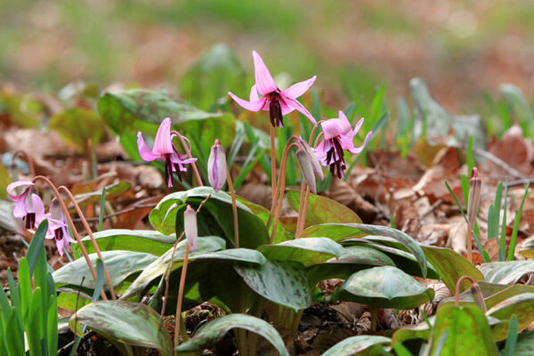 佐野市 かたくりの花まつりが3月に開催 150万株のカタクリが咲き乱れます 栃スポ