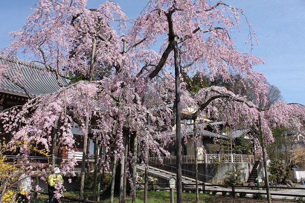 【栃木市】太平山桜まつりが開催されます