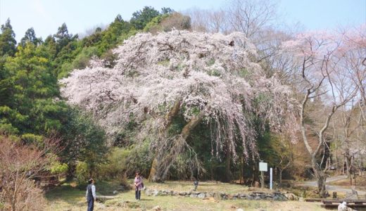 佐野市の桜の名所「関場のしだれ桜」を紹介します！写真や見頃時期をチェック
