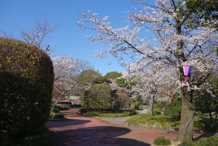 城山公園の桜2