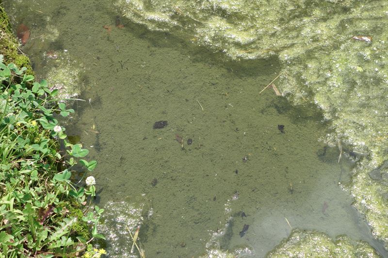 菊川第4公園の中の水たまり