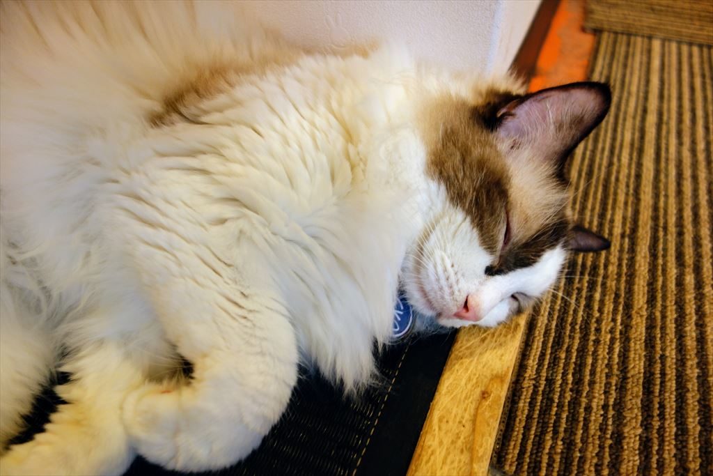 アミパ猫カフェで眠る猫