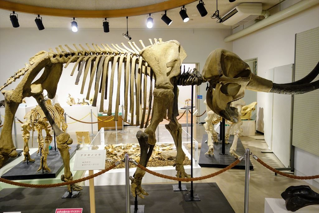 葛生化石館のナウマンゾウの化石