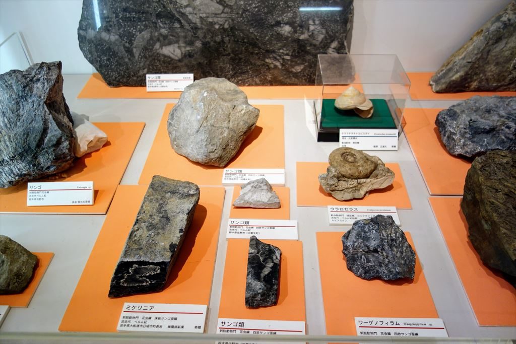 葛生化石館に展示してあるサンゴの標本
