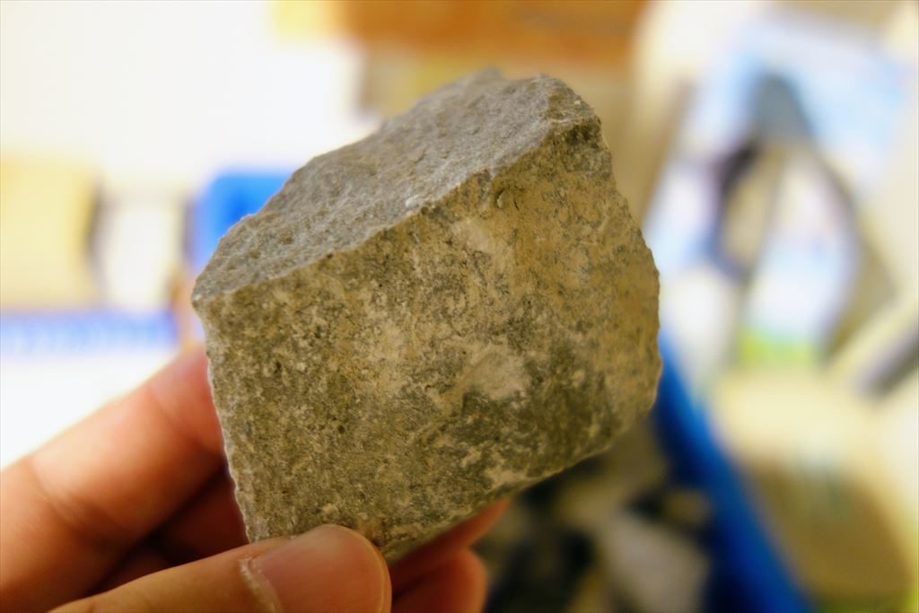 お土産としてもらえるフズリナ類の化石